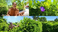 Bunga Telang, Tanaman Herbal Kaya Manfaat Tumbuh Subur di SMK PPN Gorontalo