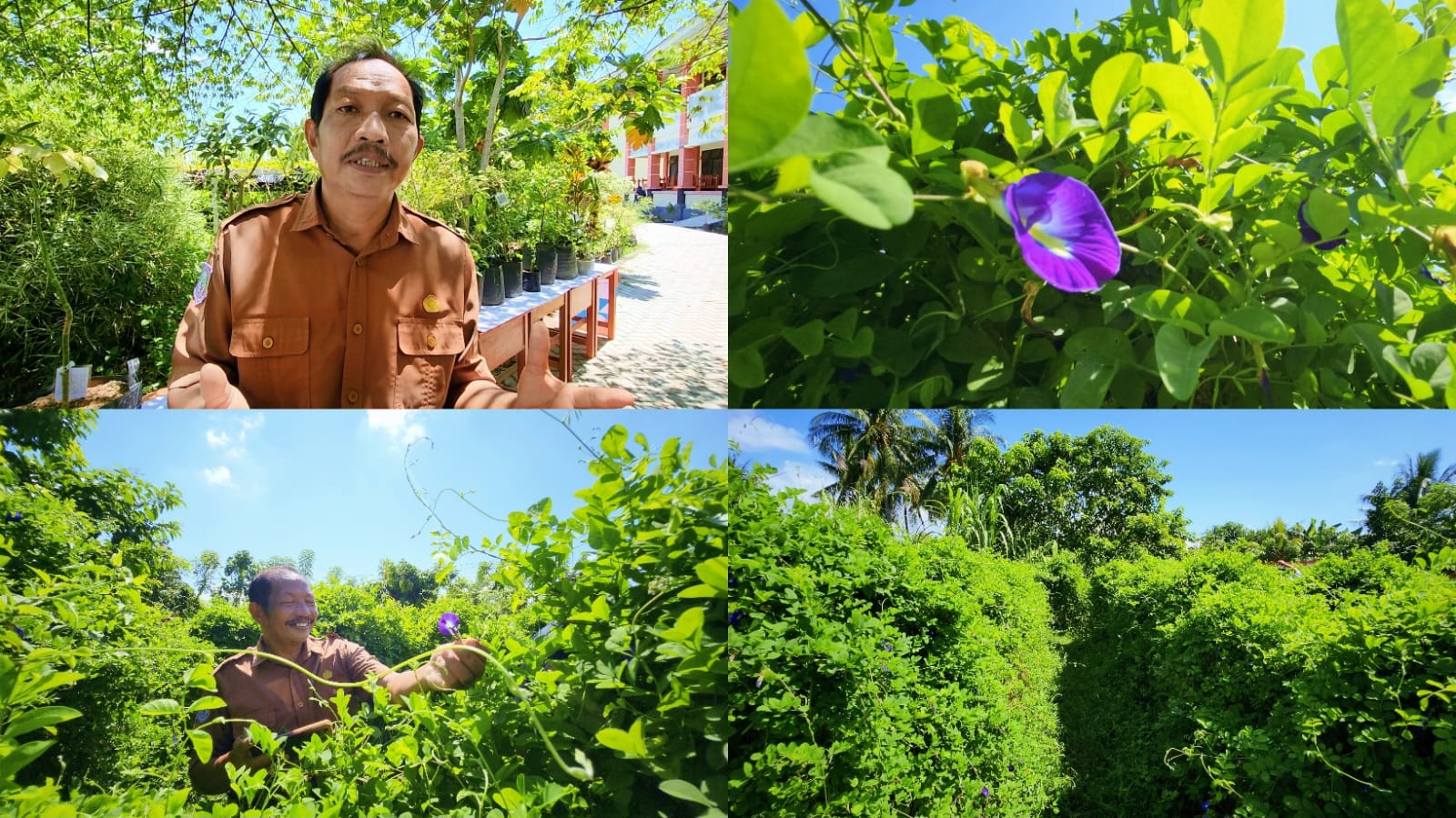 Bunga Telang, Tanaman Herbal Kaya Manfaat Tumbuh Subur di SMK PPN Gorontalo