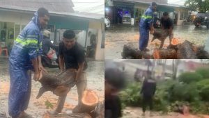 Dua Lurah Kompak Evakuasi Pohon Tumbang di Tengah Hujan Deras Kota Gorontalo