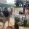 Dua Lurah Kompak Evakuasi Pohon Tumbang di Tengah Hujan Deras Kota Gorontalo