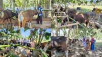 Jelang Idul Adha, Pedagang Sapi di Tabongo Banjir Pesanan hingga dari Luar Provinsi
