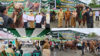 Presiden Prabowo Salurkan Sapi Kurban Jumbo ke Gorontalo, Bobotnya Tembus 1,1 Ton