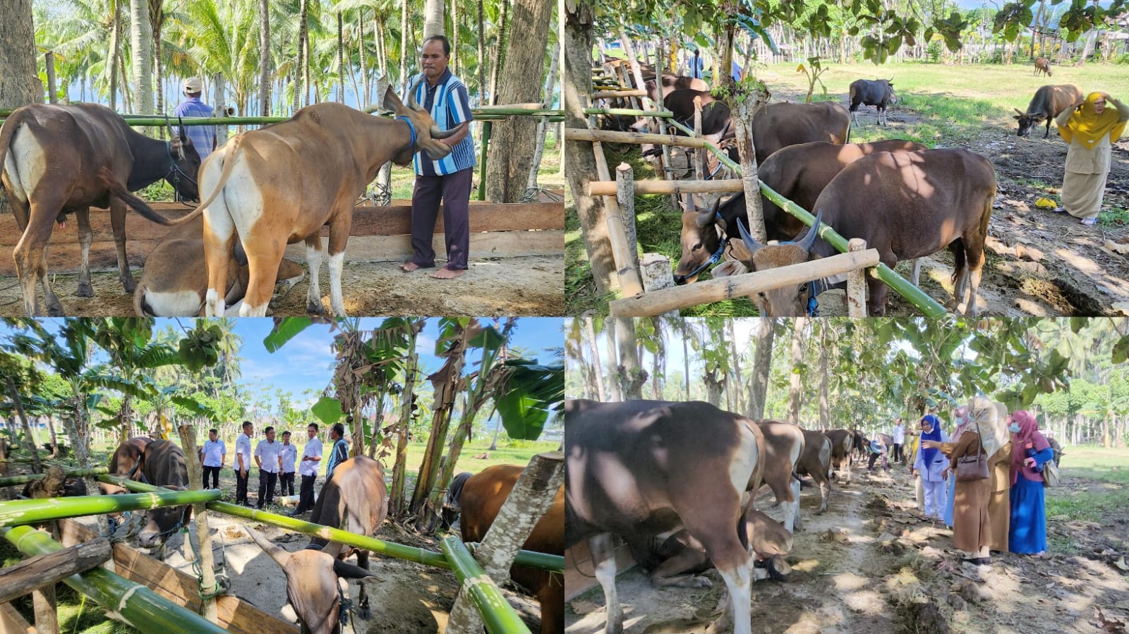 Jelang Idul Adha, Pedagang Sapi di Tabongo Banjir Pesanan hingga dari Luar Provinsi