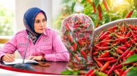 INDRIANI DUNDA BAGIKAN CABE Musim Kemarau Tekan Ekonomi Warga, Indriani Dunda Bagikan Cabe Rawit